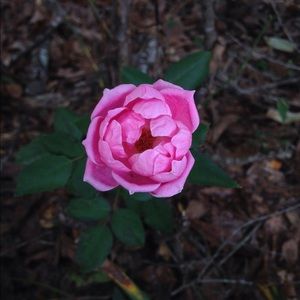 Meet your Posher, Alaina