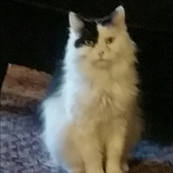 Meet your Posher, Jennifer - Picture 2 of 2