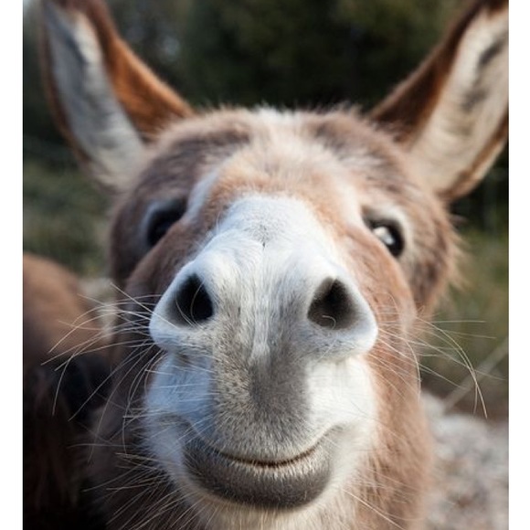 Meet your Posher, K - Picture 2 of 2