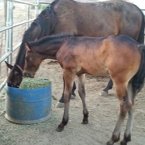 Meet your Posher, Lolita