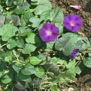 Meet your Posher, Bailey