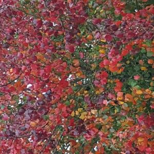 Meet your Posher, Janet