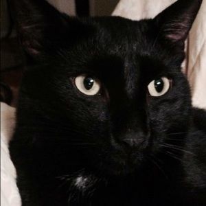 Meet your Posher, Joyce