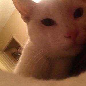 Meet your Posher, Oscar