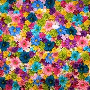 Meet your Posher, Iliana