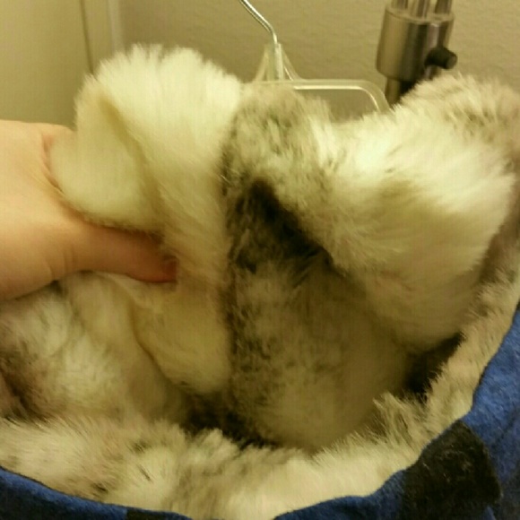 Winter Jacket - Picture 4 of 4