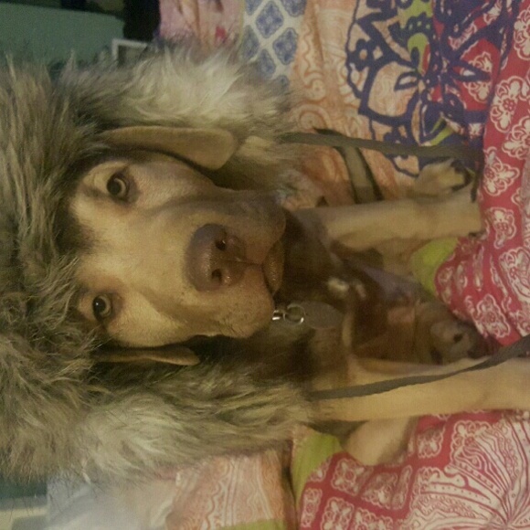 Meet your Posher, Skye