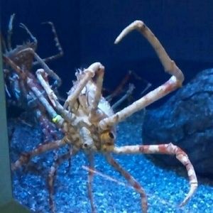 Meet your Posher, Emilio