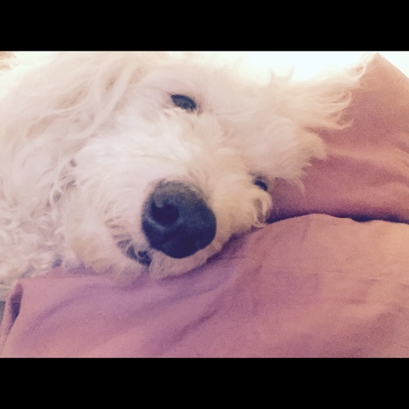 Meet your Posher, Zoey - Picture 2 of 4