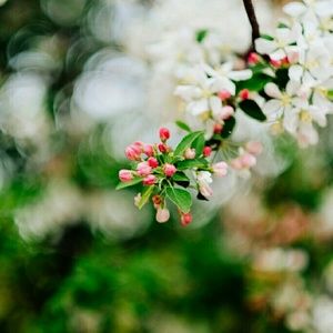 Meet your Posher, Nyika