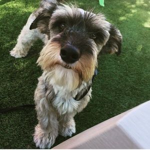 Meet your Posher, Bismarck