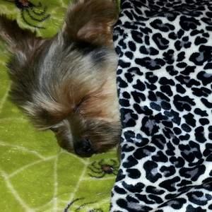 Meet your Posher, Sterling