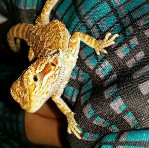 Meet your Posher, Kim