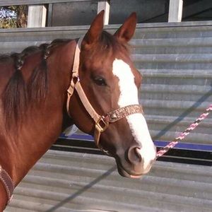 Meet your Posher, Paige