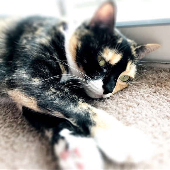 Meet your Posher, Jess - Picture 8 of 8