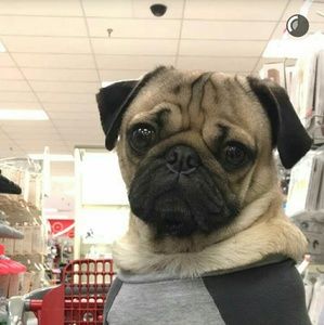 Meet your Posher, Jose