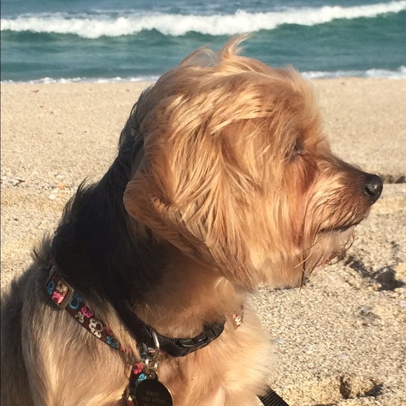 Meet your Posher, Yisel