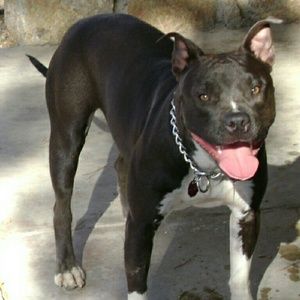 Meet your Posher, Robert