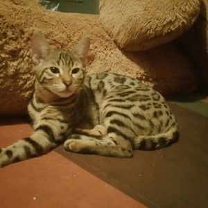 Meet your Posher, Doreen