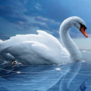 Meet your Posher, Celina