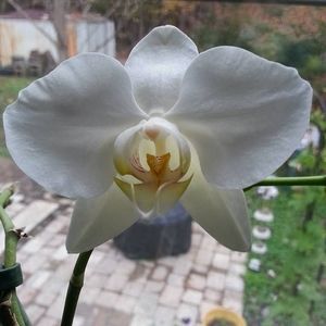 Meet your Posher, Trudy