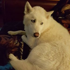 Meet your Posher, Rose