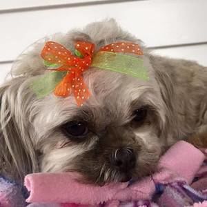 Meet your Posher, Angie