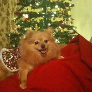 Meet your Posher, Tives