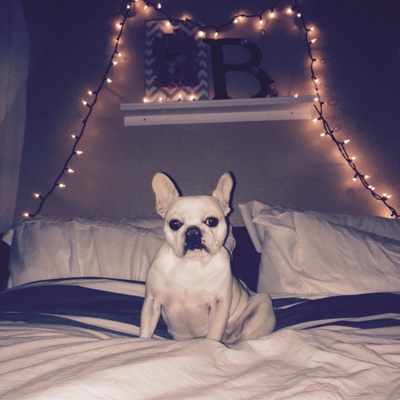 Meet your Posher, Casey - Picture 4 of 6