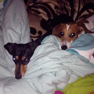 "Meet my Boys!! Max & Oscar in a picture on a cuff