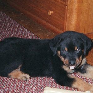 Meet your Posher, Diane