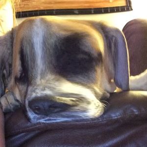 Meet your Posher, Torrey