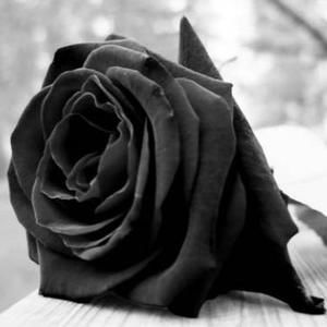 Meet your Posher, Claudia