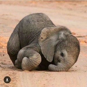 Meet your Posher, Savannah