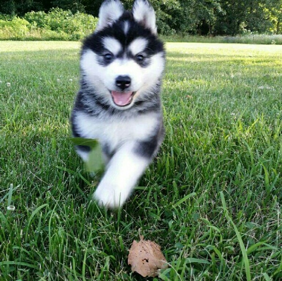 Meet your Posher, Shirley - Picture 2 of 4