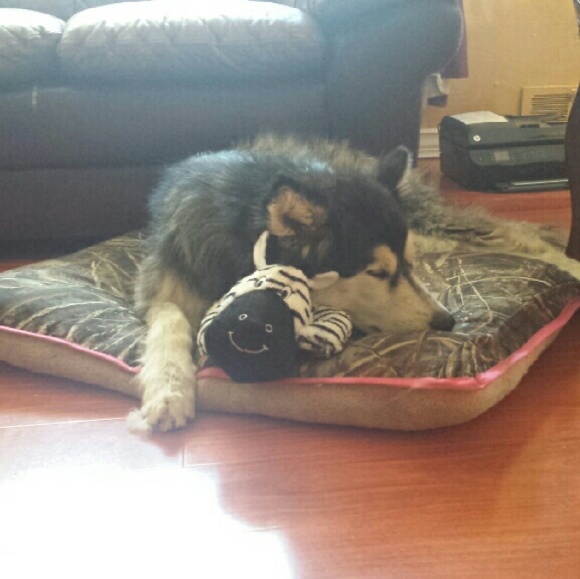 Meet your Posher, Shirley - Picture 3 of 4