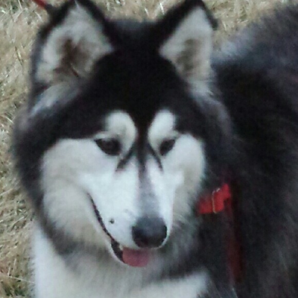 Meet your Posher, Shirley - Picture 4 of 4