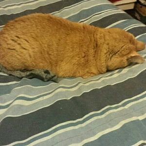 Meet your Posher, Claudette