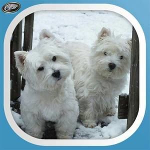 Meet your Posher, Darlene