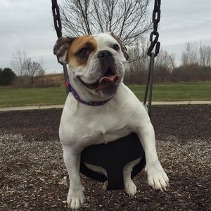 Meet your Posher, Dani