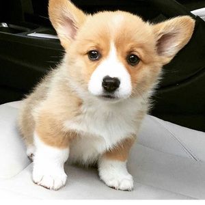 Meet your Posher, Isabella