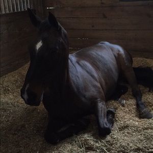 Meet your Posher, Ally