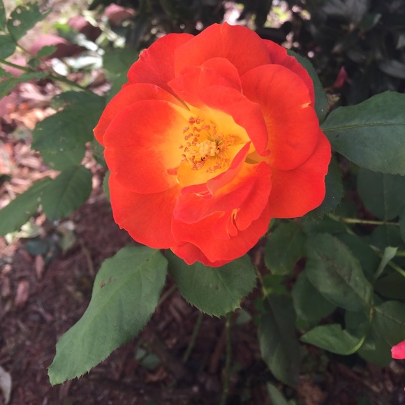 Meet your Posher, Yanela - Picture 1 of 1