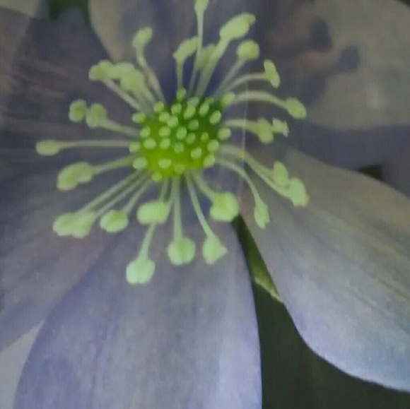 Meet your Posher, Arnetta - Picture 2 of 2