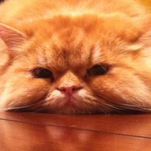 Meet your Posher, Jeanine