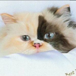 Meet your Posher, Barb