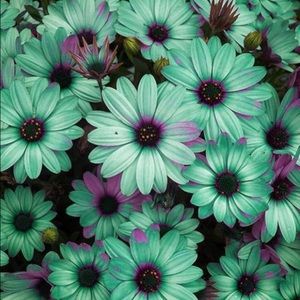 Meet your Posher, Karla