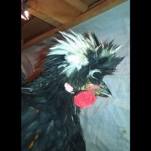 Meet your Posher, Shawna