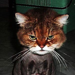 Meet your Posher, Alanna