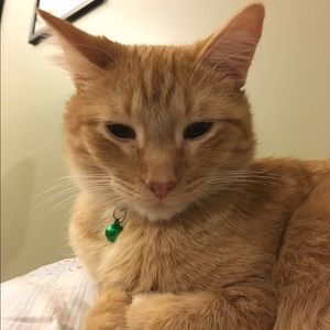 Meet your Posher, Koreena